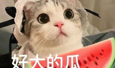 娱乐吃瓜喵栗子,揭秘娱乐圈那些不为人知的幕后故事
